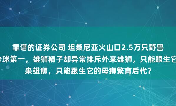 靠谱的证券公司 坦桑尼亚火山口2.5万只野兽同居，狮子数量全球第一，雄狮精子却异常排斥外来雄狮，只能跟生它的母狮繁育后代？